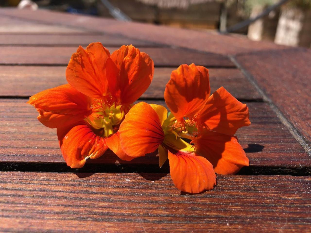 La Terrasse Des Capucines * Sète